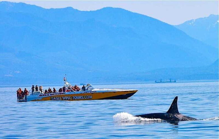 victoria-morning-whale-watching-tour-in-scarab-boat