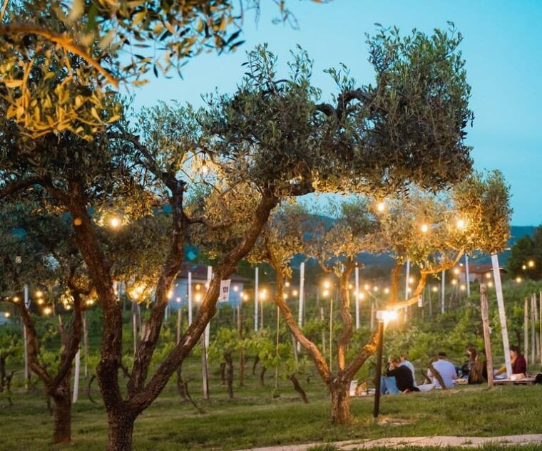 vincidiscovering-leonardos-origins-aperitif-in-vineyards