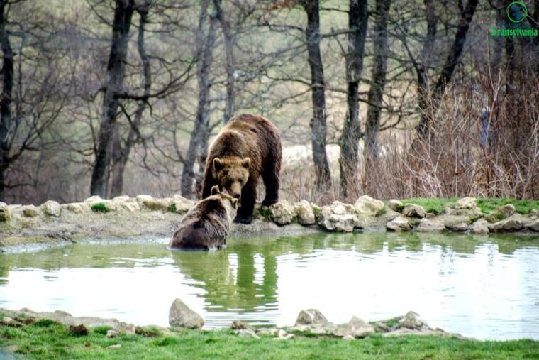 visit-bear-sanctuary-and-bran-castle-from-brasov