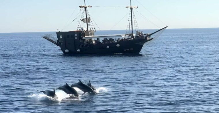 vrsar-dolphin-watching-boat-ride