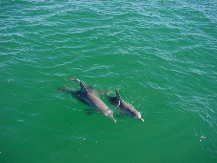 vrsar-dolphin-watching-boat-tour-including-drinks-2