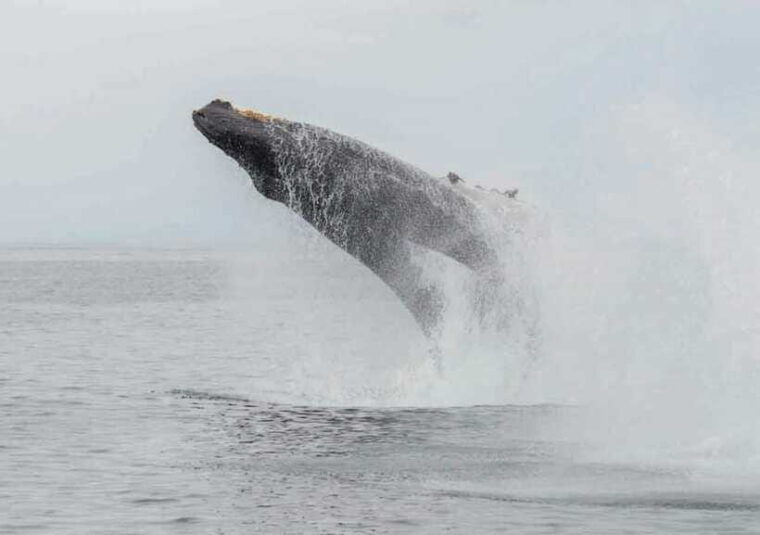 whale-watching-boat-tour-from-galle