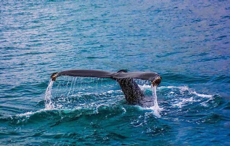 whale-watching-day-tour-to-mirissa