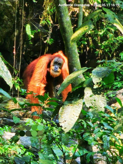 wild-orangutan-trek-2-day-adventure-in-gunung-leuser-park