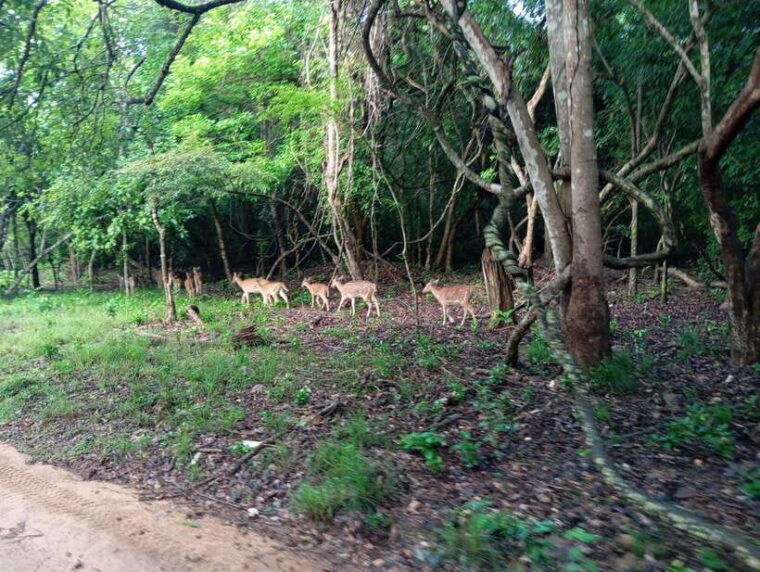 wildlife-experience-at-minneriya-national-park-safari