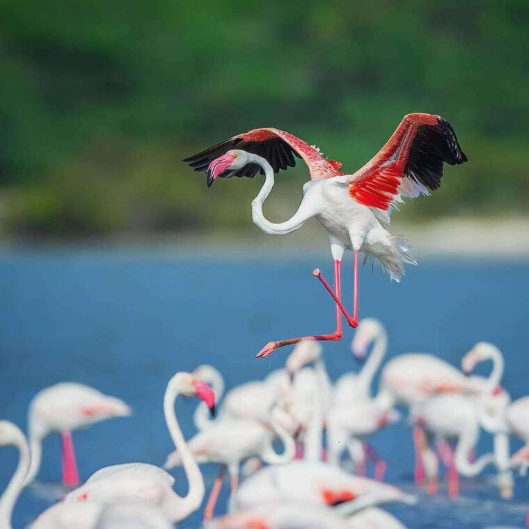 wilpattu-all-inclusive-private-full-day-jeep-safari-12h