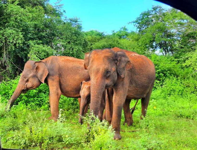 wilpattu-national-park-5-hours-12-hours-day-tours