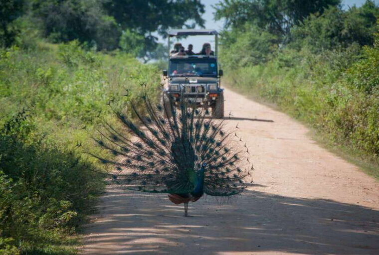 wilpattu-national-park-full-day-safari-from-habarana
