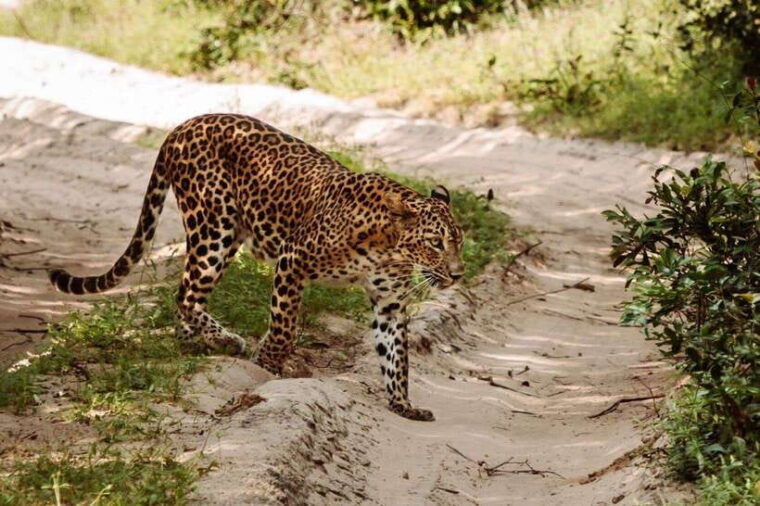 wilpattu-national-park-morning-or-evening-jeep-safari