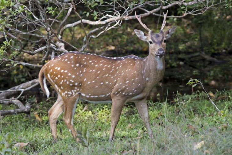 wilpattu-national-park-private-safari-12hrs