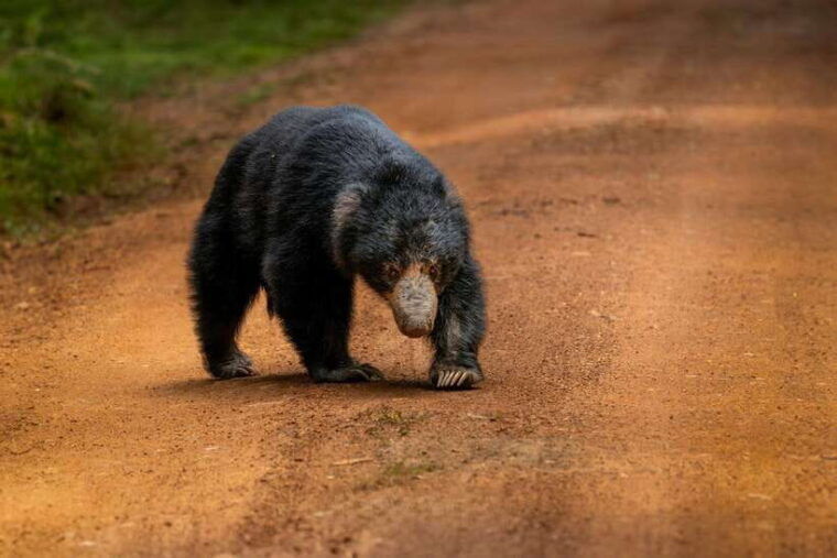 wilpattu-national-park-safari-guided-by-naturalist-ranger
