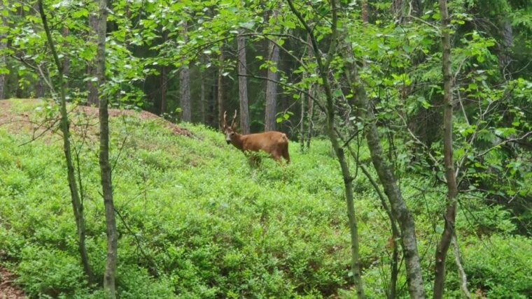 wolf-and-wildlife-tracking-in-sweden-2