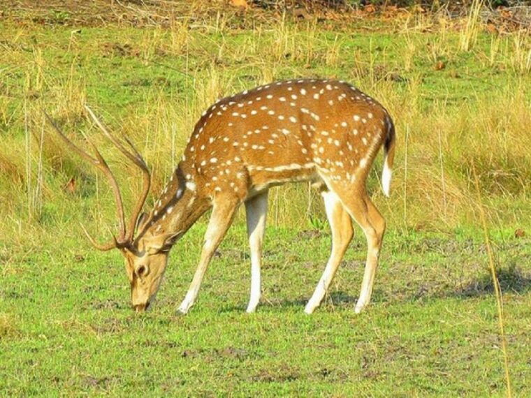wonders-of-wildlife-4-day-chitwan-national-park-tour