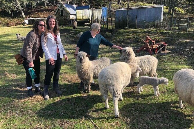 Wool Sheep Farm Experience with Handmade Wool Hat in New Zealand - FAQs