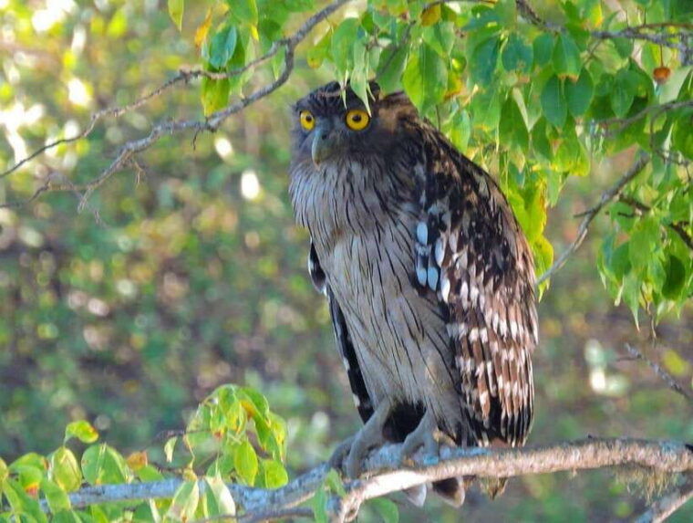 yala-national-park-7-hour-12-hour-leopard-safari-tours