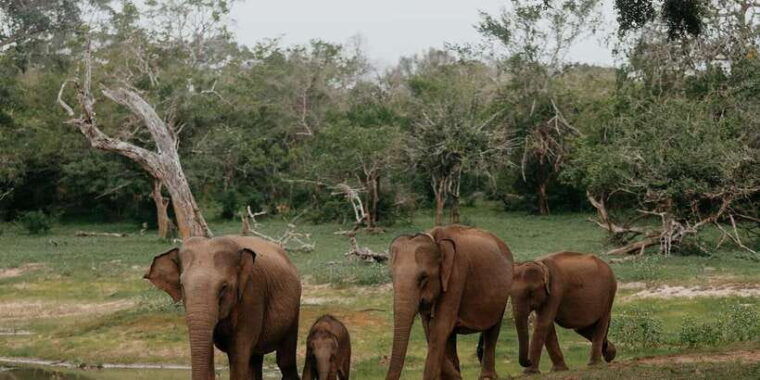 yala-national-park-full-day-safari-tour-from-colombo