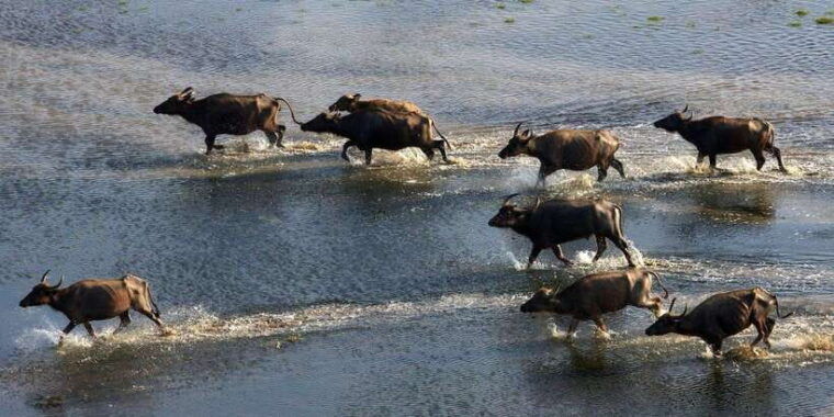 yala-national-park-leopard-safari-day-tour-from-colombo
