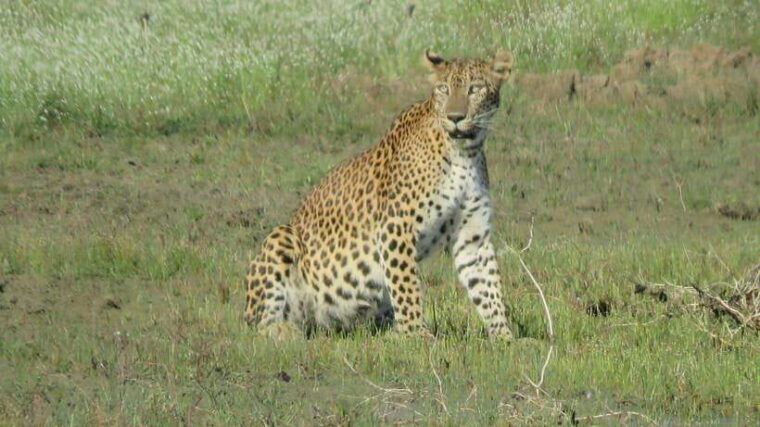 yala-national-park-safari-7-hour-safari-with-breakfast