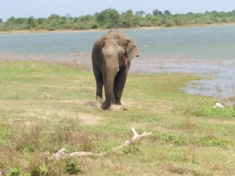 yala-national-park-safari-tour-from-colombo-galle