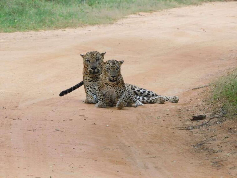 yala-national-park-safari-tours-half-day-full-day