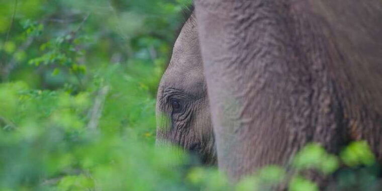 yala-national-park-wildlife-safari-from-bentota