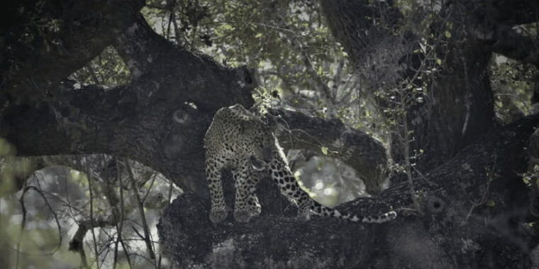 yala-private-safari-full-day-guided-by-a-professional