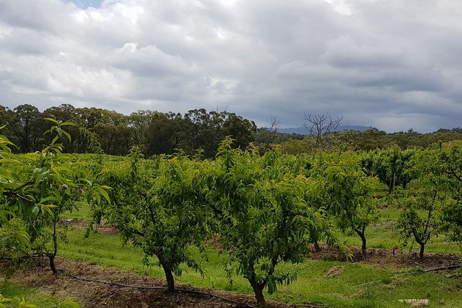 Yarra Valley Wineries and Rayners Orchard Tour from Melbourne - Frequently Asked Questions