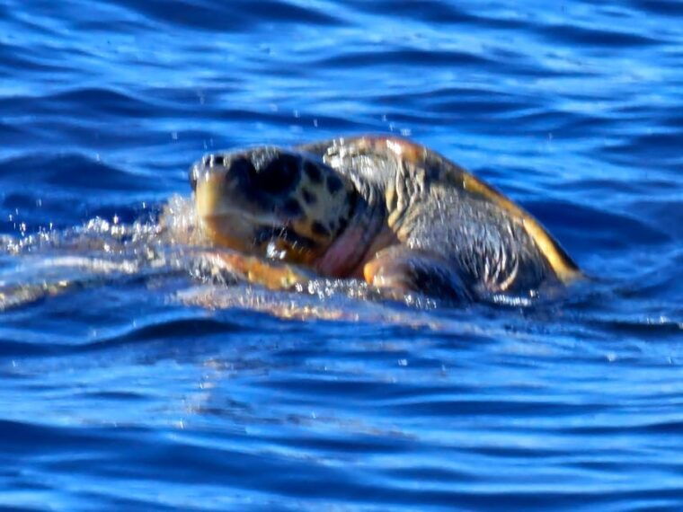 zakynthos-island-half-circle-boat-tour