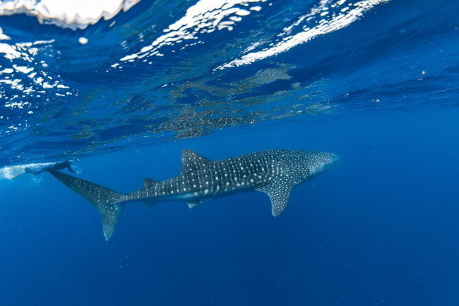 7 Hours Off Peak Whale Shark and Ningaloo Reef Tour in Exmouth - Discovering the 7 Hours Off-Peak Whale Shark and Ningaloo Reef Tour in Exmouth