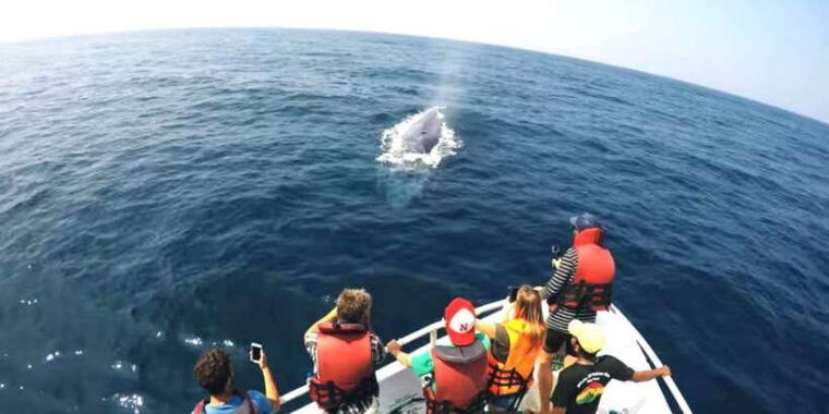 2-day-whale-watching-southern-sri-lanka-tour