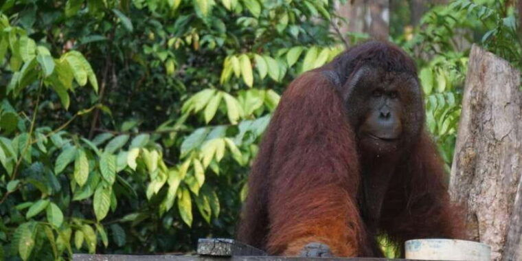 2-days-expedition-from-bukit-lawang-connect-with-nature