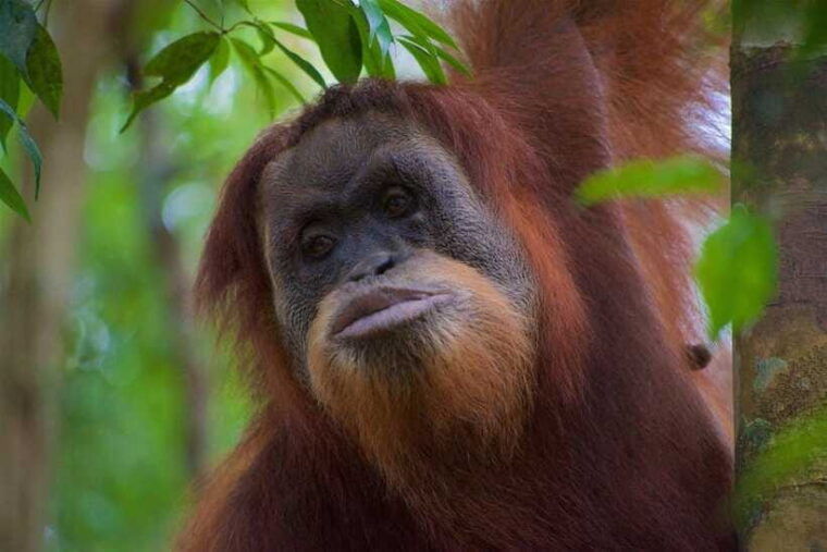 3-days-2-nights-orangutan-trek-bukit-lawang