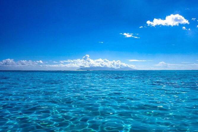 3h dolphin and snorkeling tour in a wild lagoon with Mobydick - Final Verdict