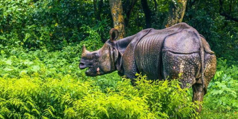 4-days-chitwan-jungle-tour-with-1-night-jungle-tower-stay