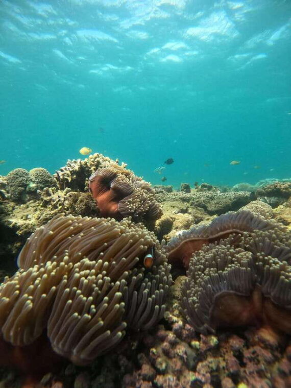 5-secret-gili-boat-trip-snorkeling-in-southwest-of-lombok