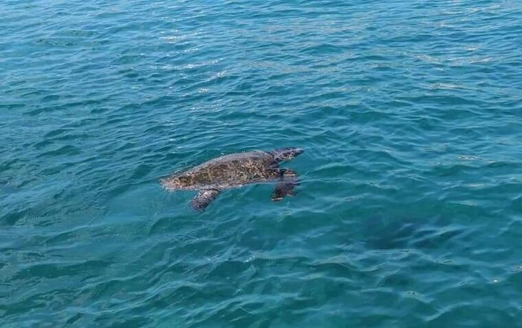 agios-sostis-marathonissi-keri-caves-and-turtle-spotting