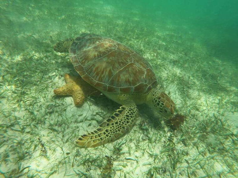 akumal-guided-turtle-snorkeling-tour-and-pictures