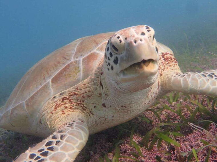 akumal-swimming-with-turtles-tour