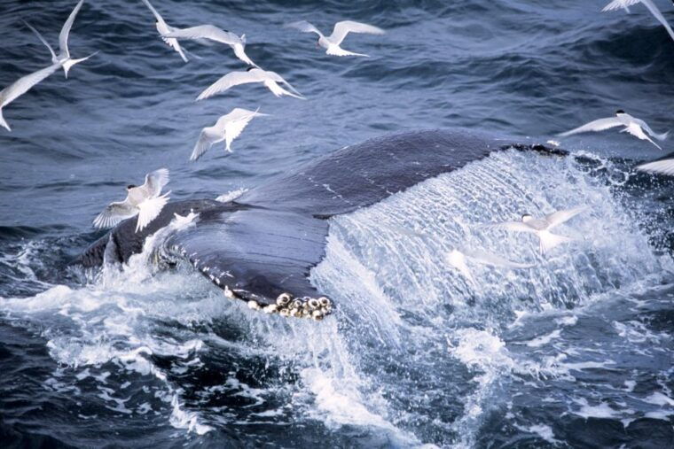 akureyri-whale-watching-in-the-midnight-sun