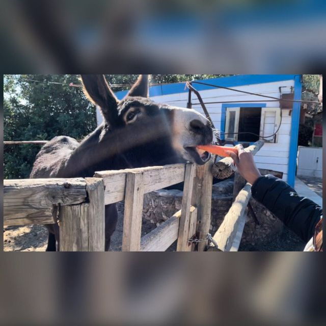 albufeira-safari-exploring-villages-churches-castle-farm