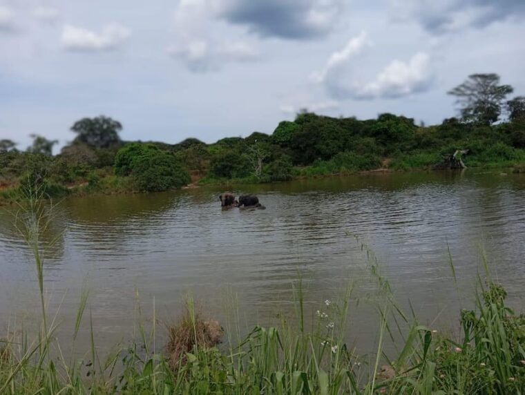 all-inclusive-minneriya-national-park-safari-with-hotel-pick