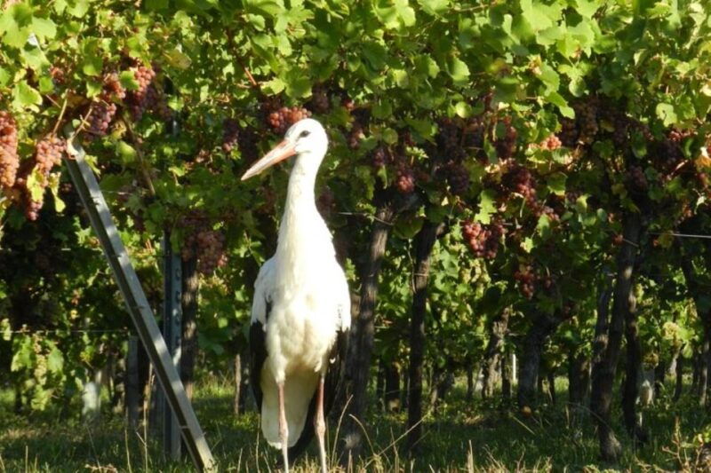 alsace-half-day-wine-tour-from-colmar-2