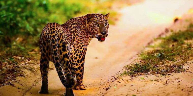anuradhapura-full-day-wilpattu-national-park-private-safari
