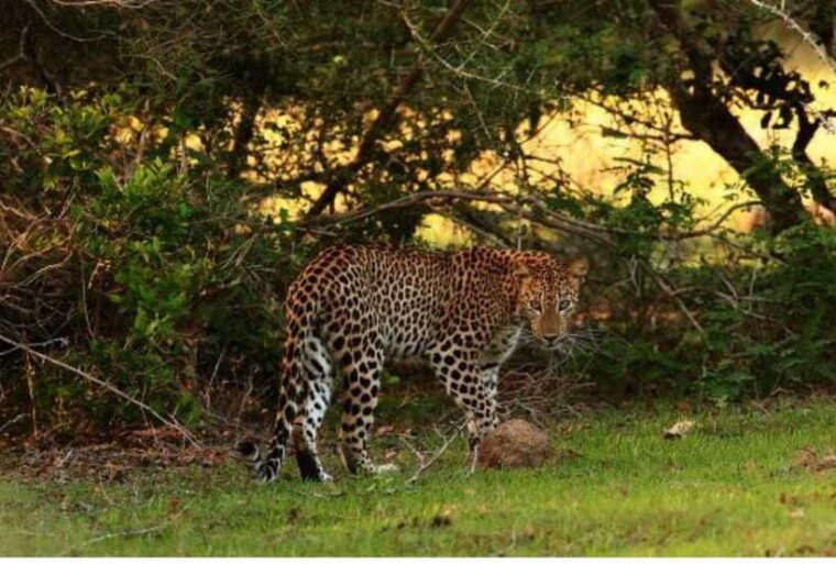 anuradhapura-morning-or-evening-safari-at-wilpattu-private