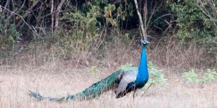 anuradhapura-wilpattu-national-park-day-trip-with-entrance