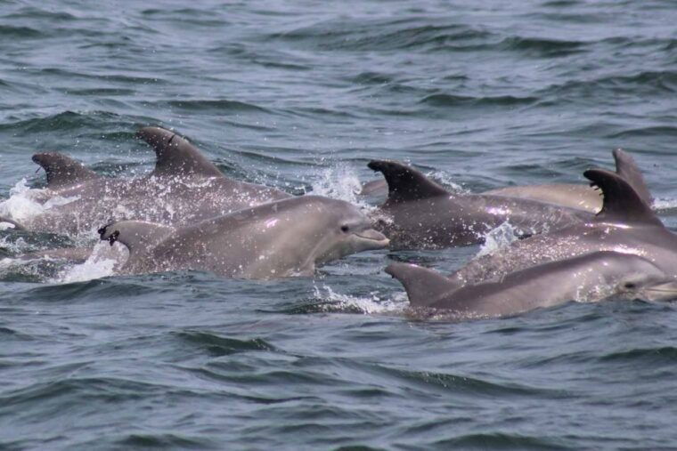 atlantic-city-dolphin-watching-ocean-cruise-adventure