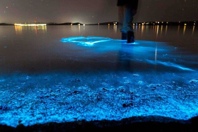 Auckland Bioluminescence Kayak Tour - Final Thoughts: Is It Worth It?