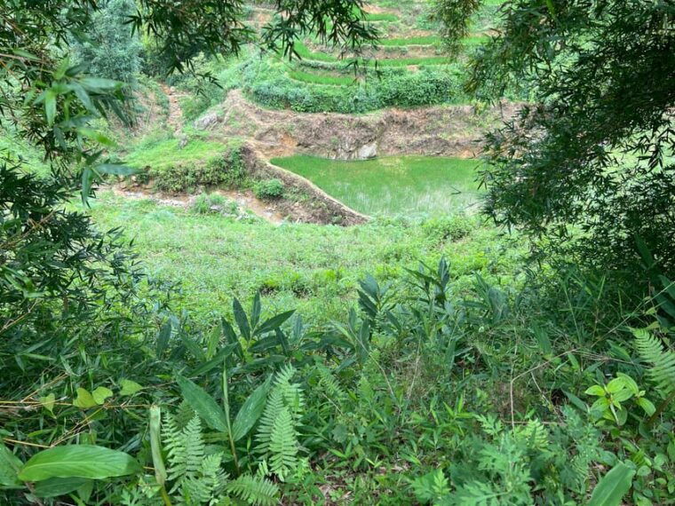 authentic-sapa-2d1n-trek-hmong-homestay-with-dinh