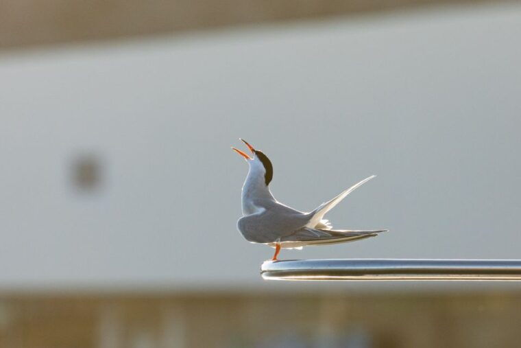 azores-marine-birdwatching-expedition-5