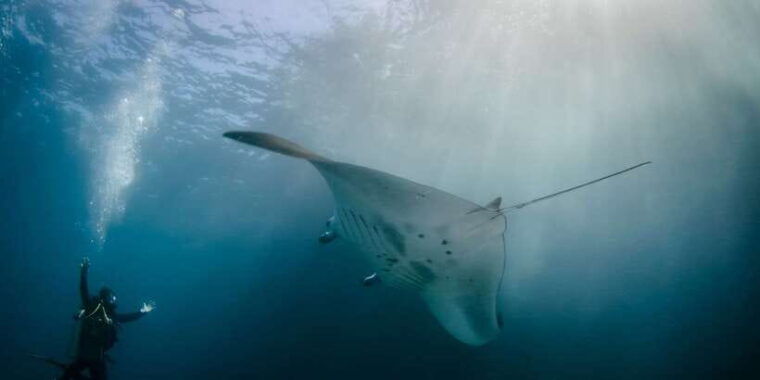 bali-benoa-lembongan-reef-water-activities-day-cruise
